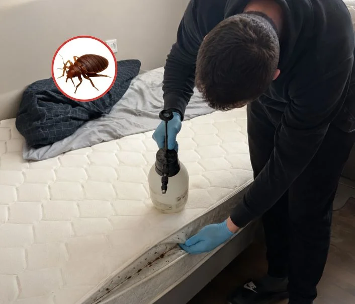 Technicien traitant un matelas contre les punaises de lit à Paray-Vieille-Poste